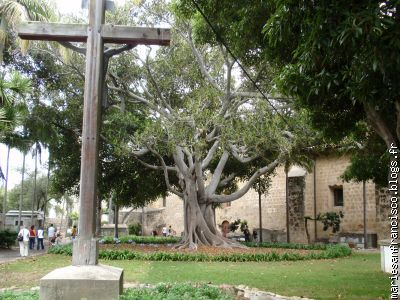 Le cimetière de la Mission, avec l'arbre géant au milieu.